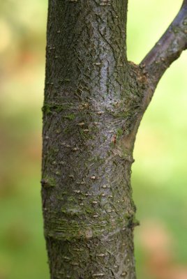 Crataegus pinnatifida - hloh přenoklaný - kůra